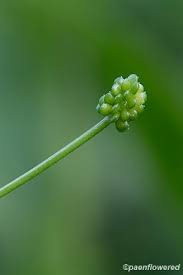 Attēlu rezultāti vaicājumam “Ranunculus flammula fruit”