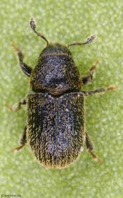 Attēlu rezultāti vaicājumam “Scolytidae”