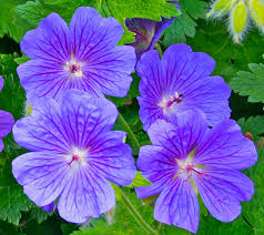 Attēlu rezultāti vaicājumam “Geranium bohemicum flower”