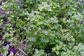 Attēlu rezultāti vaicājumam “Stellaria media”