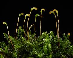 Attēlu rezultāti vaicājumam “Hygroamblystegium varium”