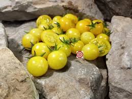 Afbeeldingsresultaat voor hawaiian white cherry tomato