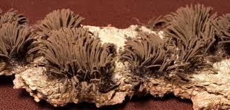 Attēlu rezultāti vaicājumam “Stemonitis marjana”