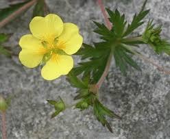 Image result for Potentilla erecta