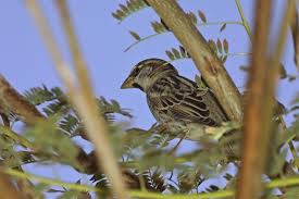 Image result for Passer hispaniolensis