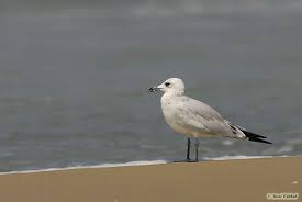 Image result for Larus audouinii