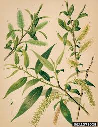 Attēlu rezultāti vaicājumam “Salix fragilis”