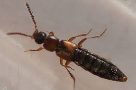 Attēlu rezultāti vaicājumam “Staphylinidae”