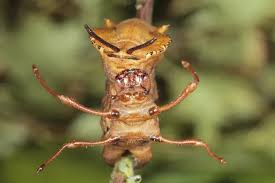 Attēlu rezultāti vaicājumam “Stauropus fagi”