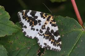 Attēlu rezultāti vaicājumam “Abraxas grossulariata”