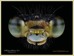 Attēlu rezultāti vaicājumam “Enallagma cyathigerum female”