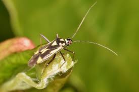 Attēlu rezultāti vaicājumam “Stenotus binotatus male”