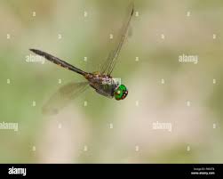 Attēlu rezultāti vaicājumam “Cordulidae”