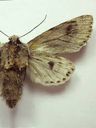 Attēlu rezultāti vaicājumam “Brachionycha nubeculosa”