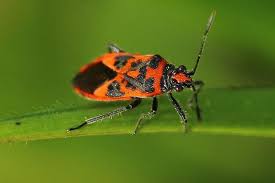 Attēlu rezultāti vaicājumam “Corizus hyoscyami”