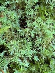 Attēlu rezultāti vaicājumam “Saelania glaucescens sporophyte”