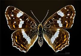 Attēlu rezultāti vaicājumam “Araschnia levana”