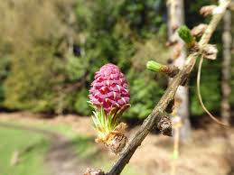 Attēlu rezultāti vaicājumam “Larix decidua flower”