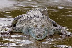 Image result for Crocodylus acutus