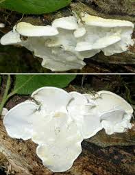 Attēlu rezultāti vaicājumam “Skeletocutis nivea”