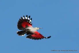 Image result for Tichodroma muraria