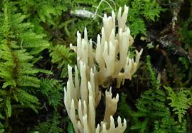 Attēlu rezultāti vaicājumam “Lentaria”