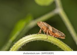 Attēlu rezultāti vaicājumam “Aphrophoridae”