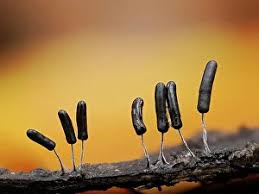 Attēlu rezultāti vaicājumam “Stemonitopsis sp.”