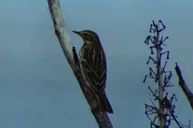 Image result for Anthus cervinus