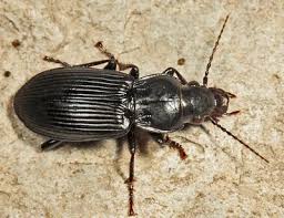 Attēlu rezultāti vaicājumam “Pterostichus sp.”