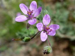 Attēlu rezultāti vaicājumam “Erodium cicutarium flower”