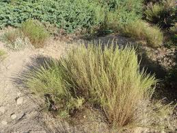 Image result for Artemisia caudata