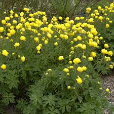 Image result for Trollblume