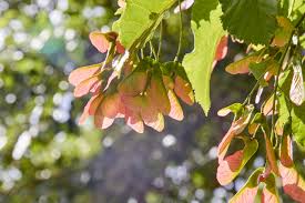 Attēlu rezultāti vaicājumam “Acer platanoides”