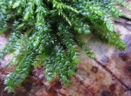 Attēlu rezultāti vaicājumam “Plagiothecium latebricola”