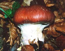 Attēlu rezultāti vaicājumam “Cortinarius praestans”