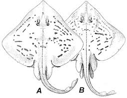 Image result for Rostroraja eglanteria