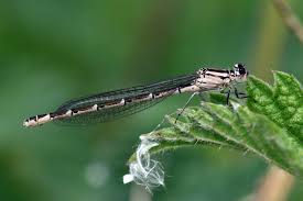 Attēlu rezultāti vaicājumam “Enallagma cyathigerum female”