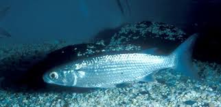 Image result for Mugil
