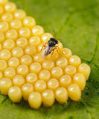 Attēlu rezultāti vaicājumam “Chrysopa eggs”