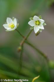 Attēlu rezultāti vaicājumam “Spergula arvensis”