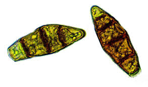 Attēlu rezultāti vaicājumam “Zygodon rupestris”