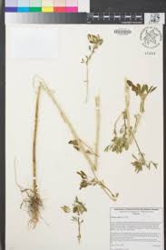 Attēlu rezultāti vaicājumam “Melilotus wolgicus”