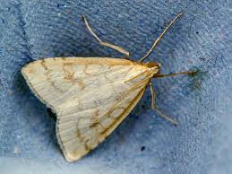 Attēlu rezultāti vaicājumam “Udea lutealis”