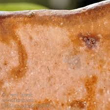 Attēlu rezultāti vaicājumam “Phellinus robustus”