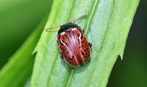 Attēlu rezultāti vaicājumam “Donacia clavipes”