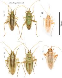 Attēlu rezultāti vaicājumam “Polymerus palustris”