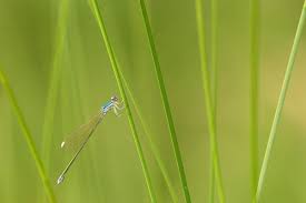 Attēlu rezultāti vaicājumam “Nehalennia speciosa”