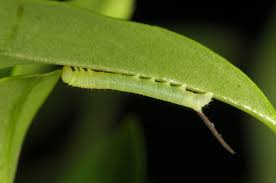 Attēlu rezultāti vaicājumam “Sphinx ligustri”