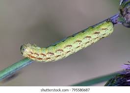 Attēlu rezultāti vaicājumam “Lacanobia contigua larva”